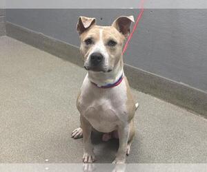 American Pit Bull Terrier-Unknown Mix Dogs for adoption in Las Vegas, NV, USA