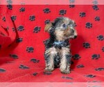 Puppy Mr Lt Blue Yorkshire Terrier