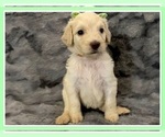 Small Photo #19 Goldendoodle Puppy For Sale in BATON ROUGE, LA, USA