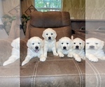 Small Photo #15 English Cream Golden Retriever Puppy For Sale in COHUTTA, GA, USA