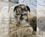 Puppy JohnPaul PJ French Bulldog