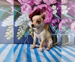 Small #7 Chihuahua