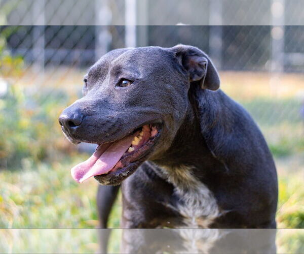 Medium Photo #9 American Staffordshire Terrier-Unknown Mix Puppy For Sale in Calhoun, GA, USA