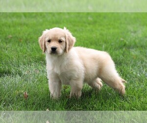 Golden Retriever Puppy for sale in FREDERICKSBG, OH, USA