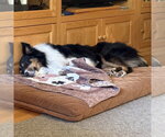 Small Photo #2 Collie-Unknown Mix Puppy For Sale in Dublin, OH, USA
