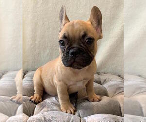 French Bulldog Puppy for sale in JOHNS ISLAND, SC, USA