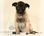 Small Photo #3 Belgian Malinois Puppy For Sale in RONKS, PA, USA