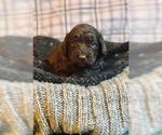 Small Photo #6 Cock-A-Poo-Labradoodle Mix Puppy For Sale in MILWAUKEE, WI, USA
