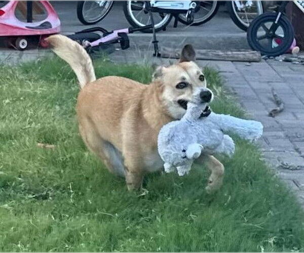 Medium Photo #9 Labrador Retriever-Unknown Mix Puppy For Sale in San Diego, CA, USA