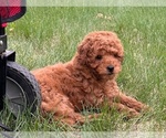 Small Goldendoodle (Miniature)