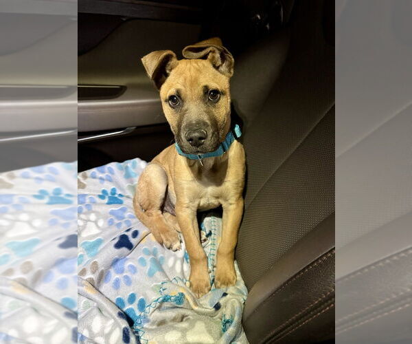 Medium Photo #1 Black Mouth Cur-Labrador Retriever Mix Puppy For Sale in Brewster, NY, USA