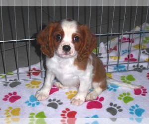 Cavalier King Charles Spaniel Puppy for sale in ORO VALLEY, AZ, USA