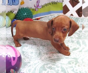 Dachshund Puppy for sale in RATTAN, OK, USA