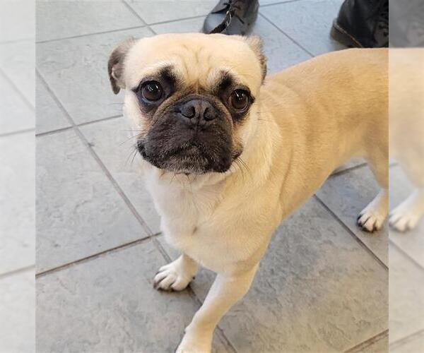 Medium Photo #1 Pug Puppy For Sale in San Antonio, TX, USA