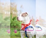 Small #2 American Bulldog Mix