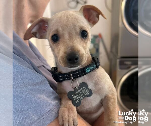 Medium Photo #5 Chihuahua-Unknown Mix Puppy For Sale in Washington, DC, USA