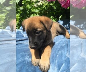 Belgian Malinois Puppy for sale in BOYERTOWN, PA, USA