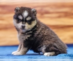 Small #3 Pomsky