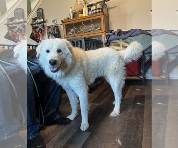 Medium Photo #4 Great Pyrenees Puppy For Sale in Spring, TX, USA