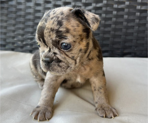 French Bulldog Puppy for sale in HOMESTEAD, FL, USA