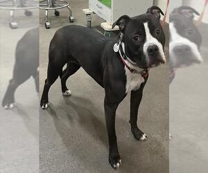 Mutt Dogs for adoption in Forestville, MD, USA