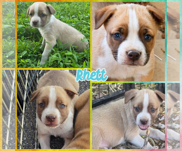 Medium Photo #2 American Staffordshire Terrier-Boxer Mix Puppy For Sale in Blacksburg, SC, USA