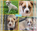 Small #1 American Staffordshire Terrier-Boxer Mix