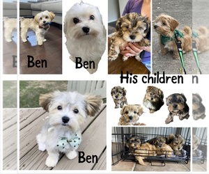 Morkie Puppy for sale in MANASSAS, VA, USA