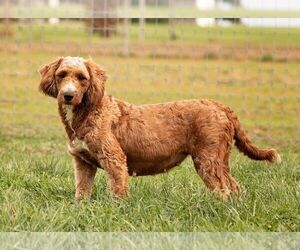 Mother of the Goldendoodle (Miniature) puppies born on 09/01/2025