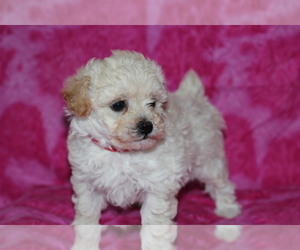 Poodle (Toy) Puppy for sale in GRAY, LA, USA