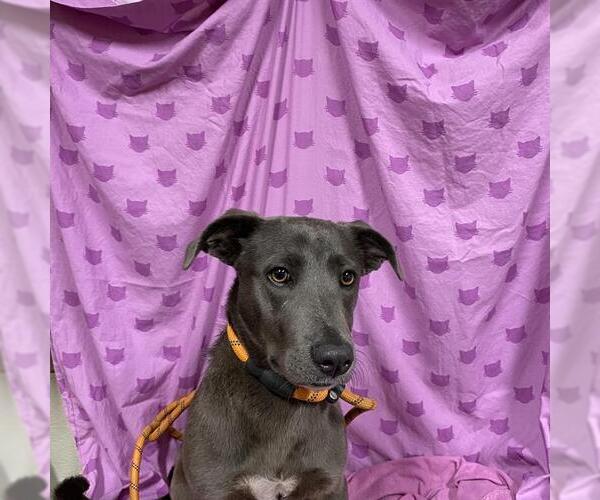 Medium Photo #1 Labrador Retriever-Unknown Mix Puppy For Sale in Modesto, CA, USA