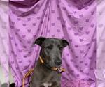 Small Labrador Retriever Mix