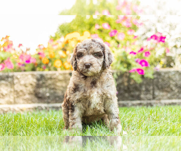 Medium Photo #4 Labradoodle Puppy For Sale in NAPPANEE, IN, USA
