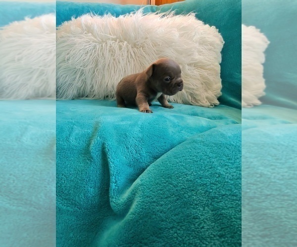 Medium Photo #7 French Bulldog Puppy For Sale in CINCINNATI, OH, USA