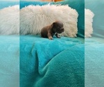 Small #6 French Bulldog