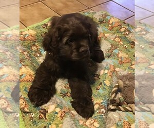 Cocker Spaniel Puppy for sale in CADDO, OK, USA