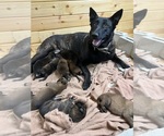 Small #1 Belgian Malinois