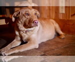 Small #3 Mutt