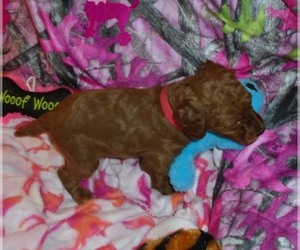 Poodle (Standard) Puppy for sale in HOWE, ID, USA