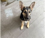 Small #2 German Shepherd Dog Mix