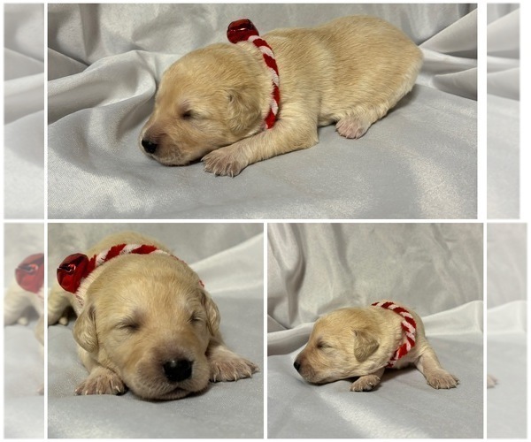 Medium Photo #3 Labradoodle Puppy For Sale in OSMOND, NE, USA
