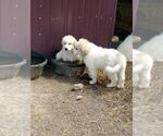 Small Photo #17 Great Pyrenees Puppy For Sale in MOODY, MO, USA