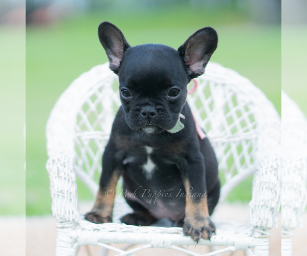 Medium Photo #62 French Bulldog Puppy For Sale in WARSAW, IN, USA