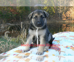Small #3 German Shepherd Dog