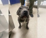Small Mutt