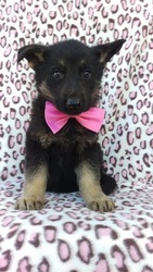 German Shepherd Dog Puppy for sale in LANCASTER, PA, USA