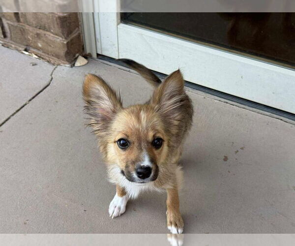 Medium Photo #4 Chiranian Puppy For Sale in Salt Lake City, UT, USA