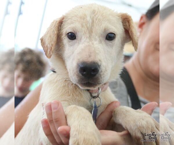 Medium Photo #5 Labrador Retriever-Unknown Mix Puppy For Sale in Washington, DC, USA