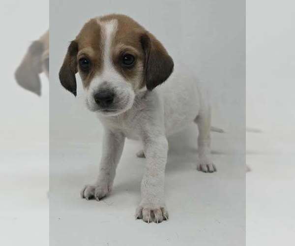 Medium Photo #2 Labrador Retriever-Unknown Mix Puppy For Sale in Brewster, NY, USA