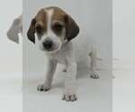 Small #1 Labrador Retriever Mix